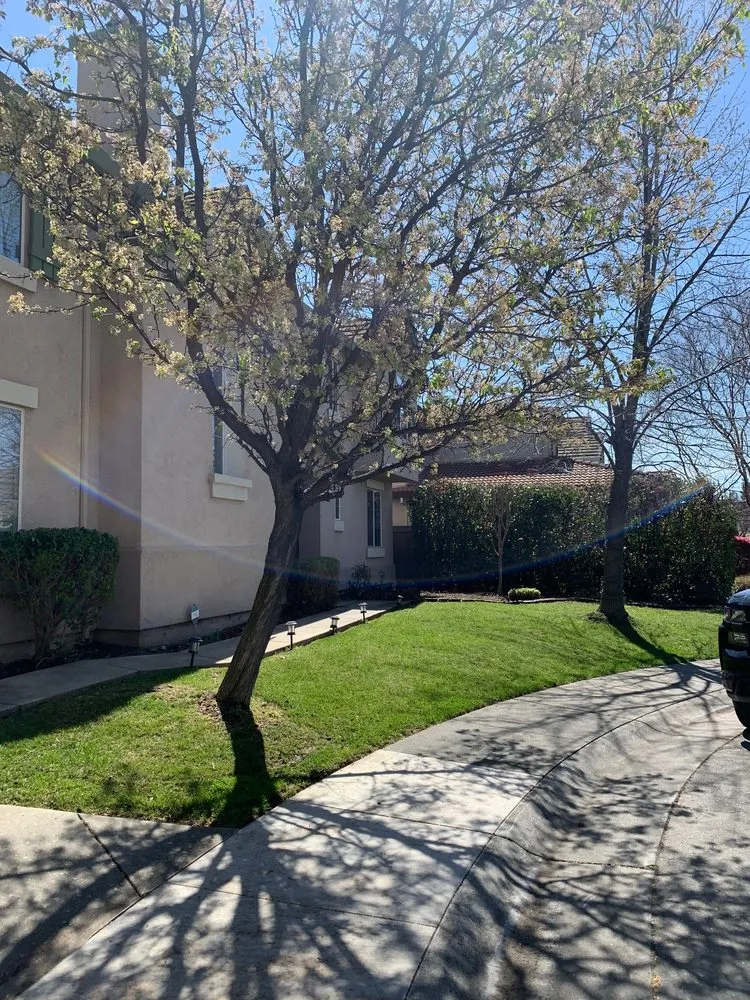 Trusted yard cleanup service in Sacramento, CA - Lion Landscape & Develpoment