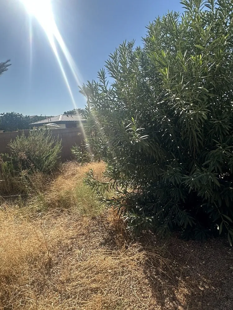 Top-rated outdoor landscaping in Tempe, AZ by Lion Landscaping Arizona