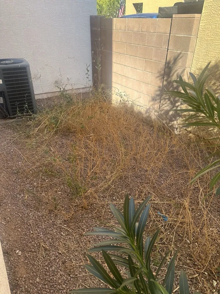 Top-rated yard maintenance for beautiful yards across Tempe, AZ - Lion Landscaping Arizona