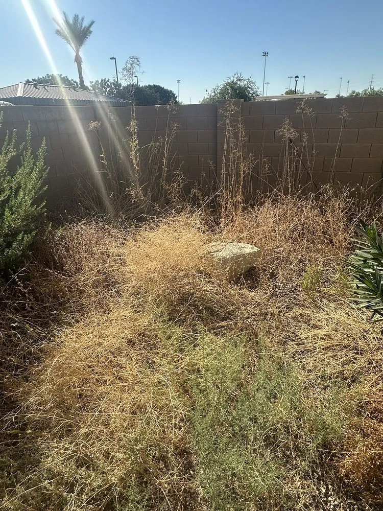 Reliable garden landscaping with custom design in Tempe, AZ by Lion Landscaping Arizona