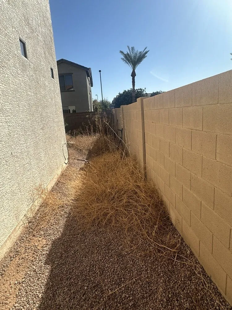 Custom yard maintenance for homes in Tempe, AZ by Lion Landscaping Arizona