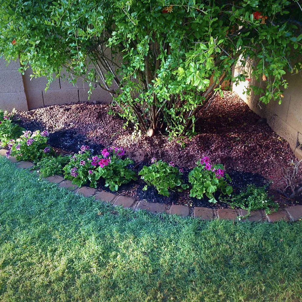 Professional yard cleanup service for year-round maintenance across Tempe, AZ - Lion Landscaping Arizona