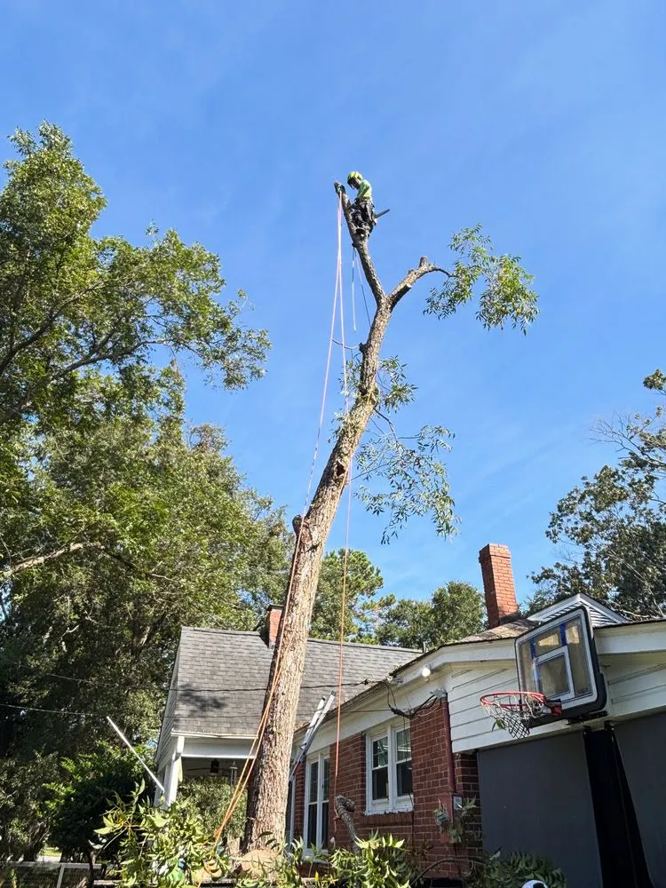 Local landscaping services near you in Summerville, SC by Lion Tree Service and Landscaping