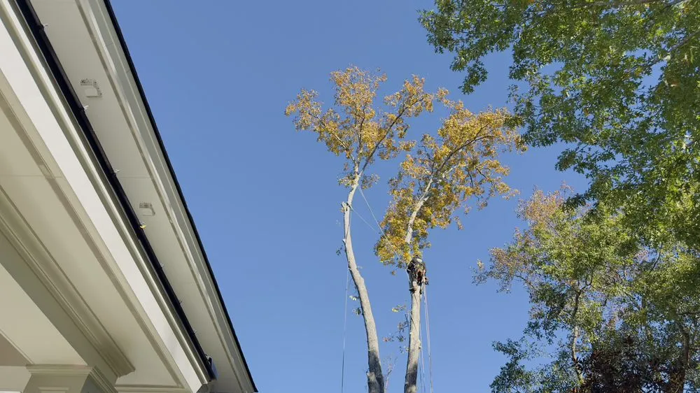 Professional landscape design with custom design in Summerville, SC by Lion Tree Service and Landscaping