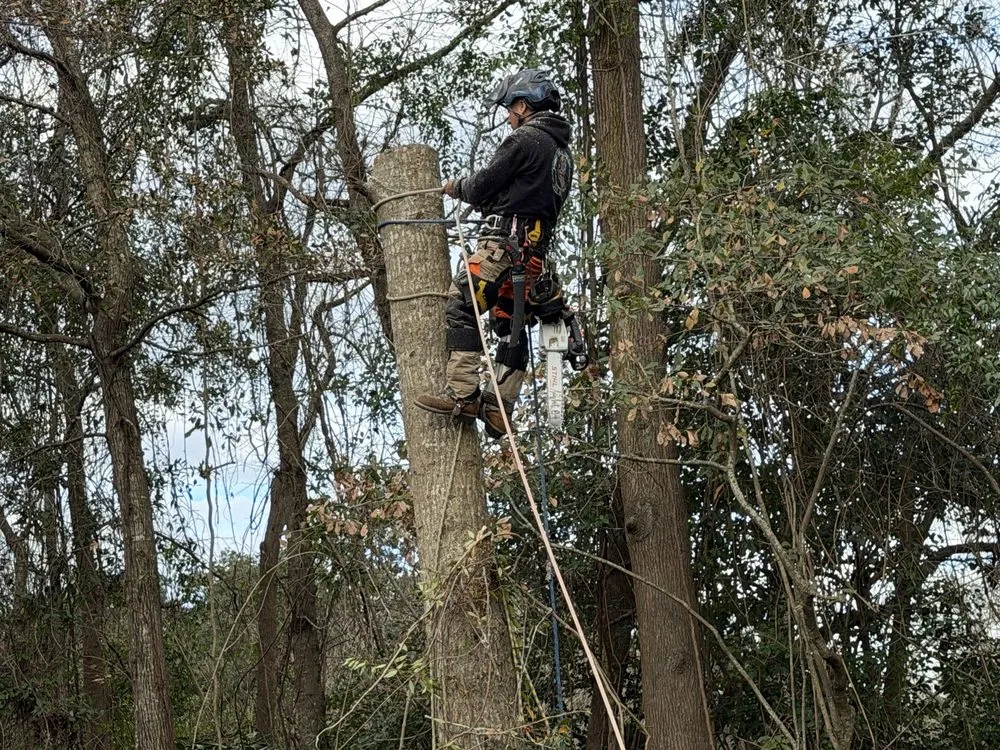 Professional lawn care service for beautiful yards in Summerville, SC by Lion Tree Service and Landscaping