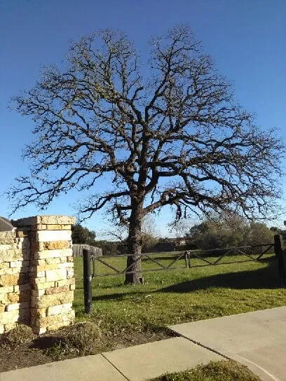 Trusted landscape design for year-round maintenance in Austin, TX by Lionel Brothers - Austin Landscaping Specialists