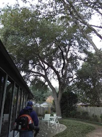 Custom landscaping services for year-round maintenance in Austin, TX by Lionel Brothers - Austin Landscaping Specialists