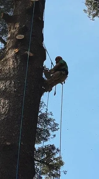 Affordable residential landscaping experts serving Tokeland, WA - Lionel's Tree Care & Removal