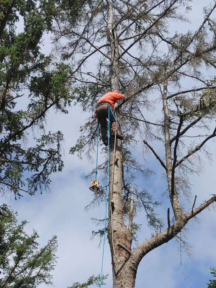 Reliable landscape installation experts serving Tokeland, WA - Lionel's Tree Care & Removal