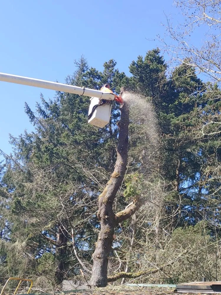 Professional yard maintenance in Tokeland, WA by Lionel's Tree Care & Removal