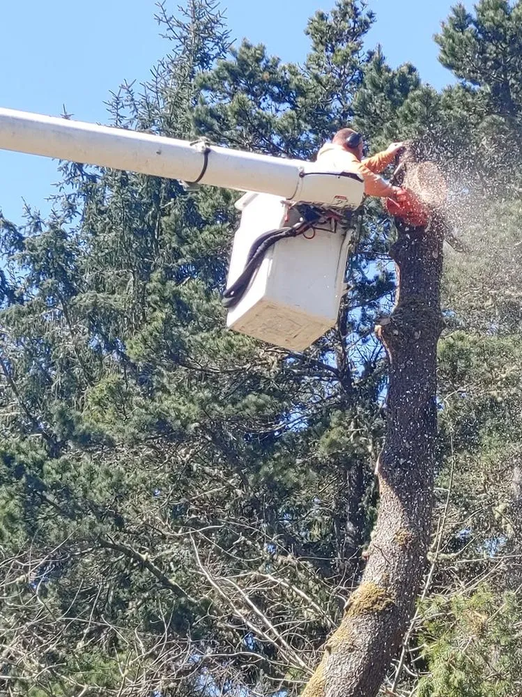 Expert landscape installation for residential properties in Tokeland, WA by Lionel's Tree Care & Removal