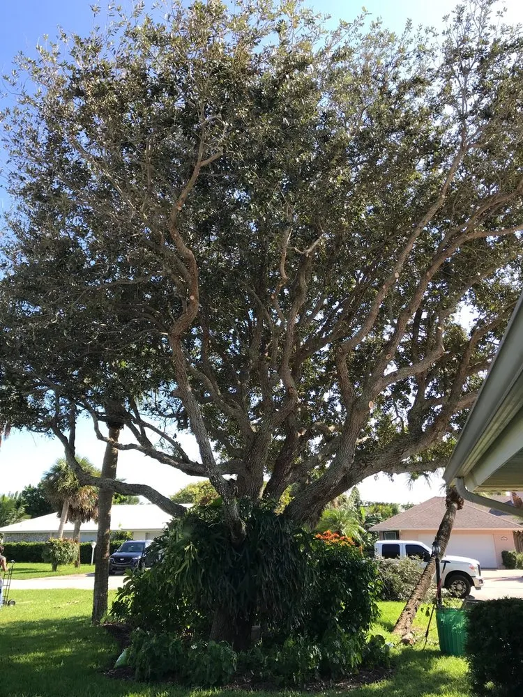 Expert yard maintenance in Vero Beach, FL - Lion's Help Land and Tree Service