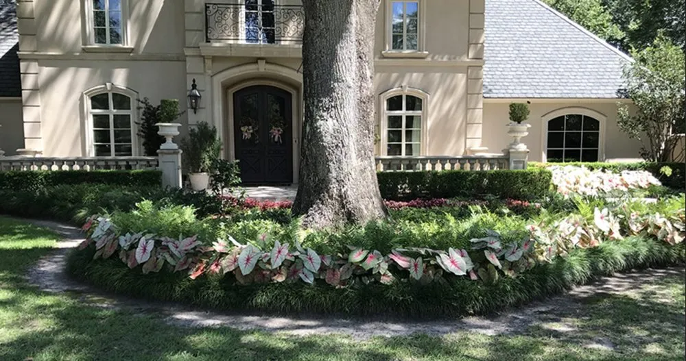 Professional yard cleanup service for beautiful yards in Baton Rouge, LA by Lions Landscaping