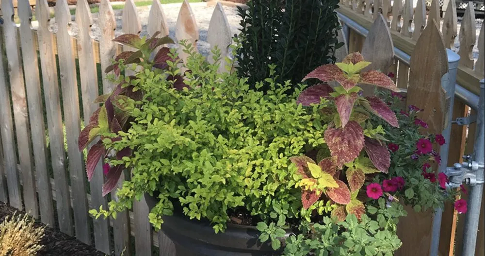 Top-rated residential landscaping experts serving Baton Rouge, LA - Lions Landscaping