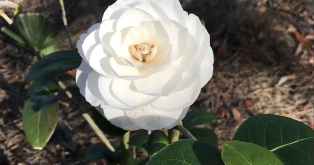 Professional landscaping services experts serving Baton Rouge, LA - Lions Landscaping