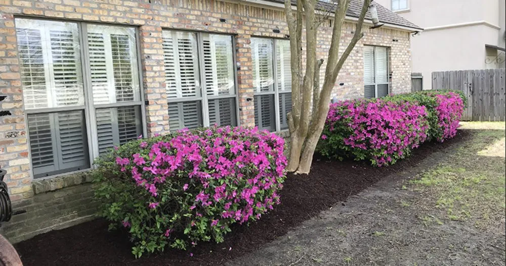 Local landscape installation in Baton Rouge, LA by Lions Landscaping
