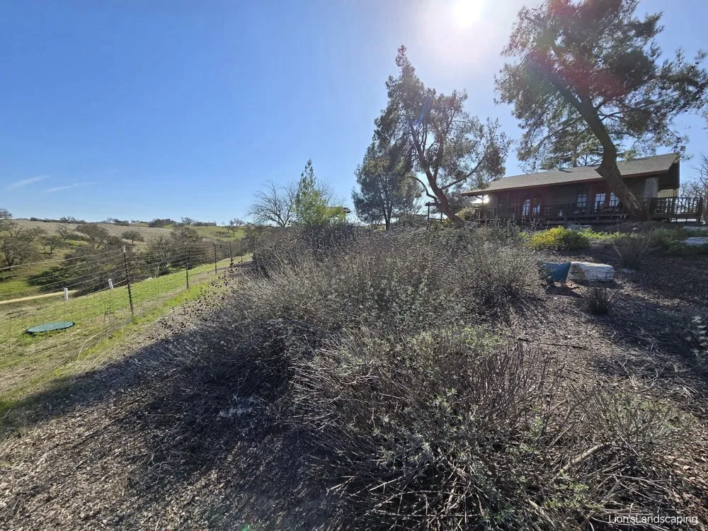 Local landscape installation in Paso Robles, CA by Lion's Landscaping