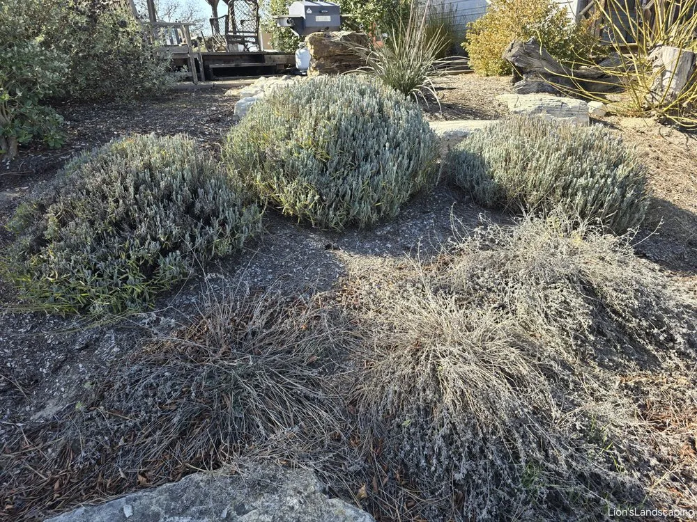 Trusted lawn care service for beautiful yards across Paso Robles, CA - Lion's Landscaping