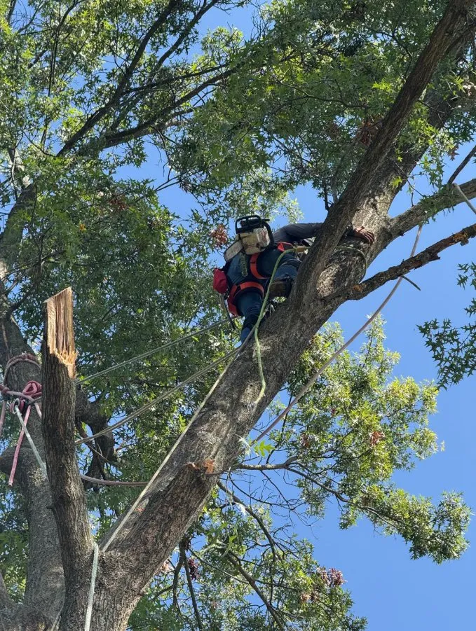Local outdoor landscaping in Middletown, OH - Lions Tree & Landscaping