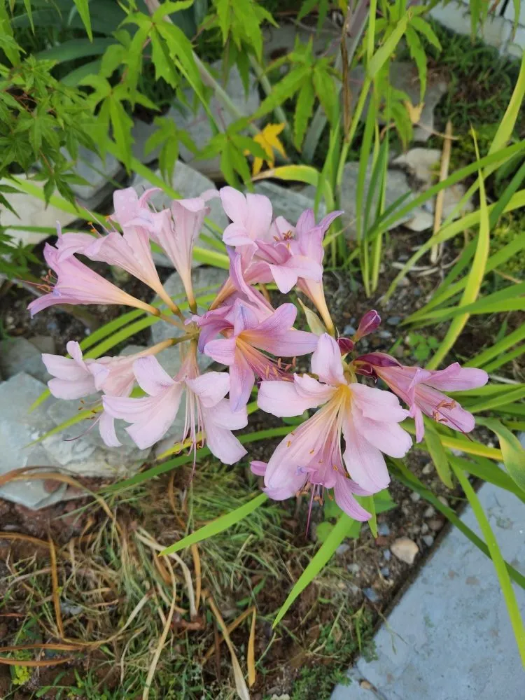 Trusted lawn mowing service in Triangle, VA by Lio's Tree Service and Landscaping