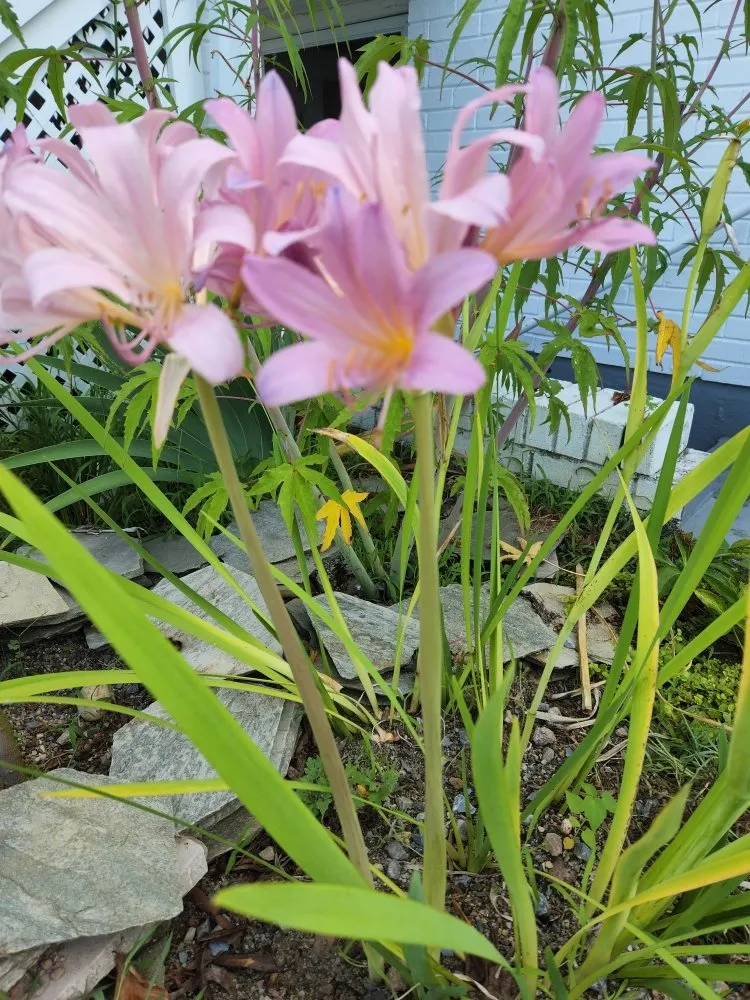 Reliable garden landscaping for residential properties across Triangle, VA - Lio's Tree Service and Landscaping