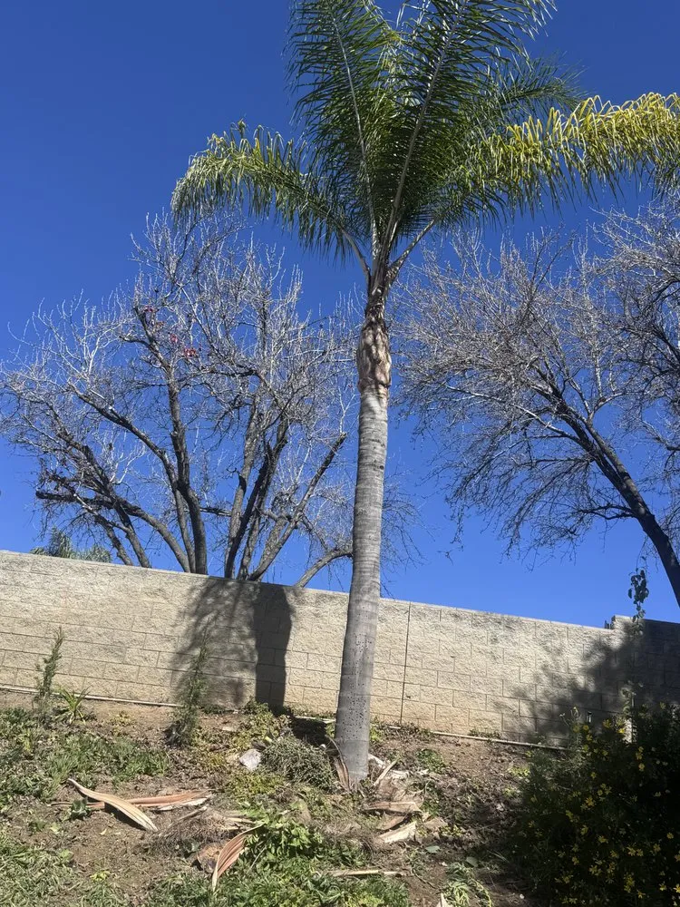 Top-rated garden landscaping experts serving San Bernardino, CA - Lio’s Tree Service