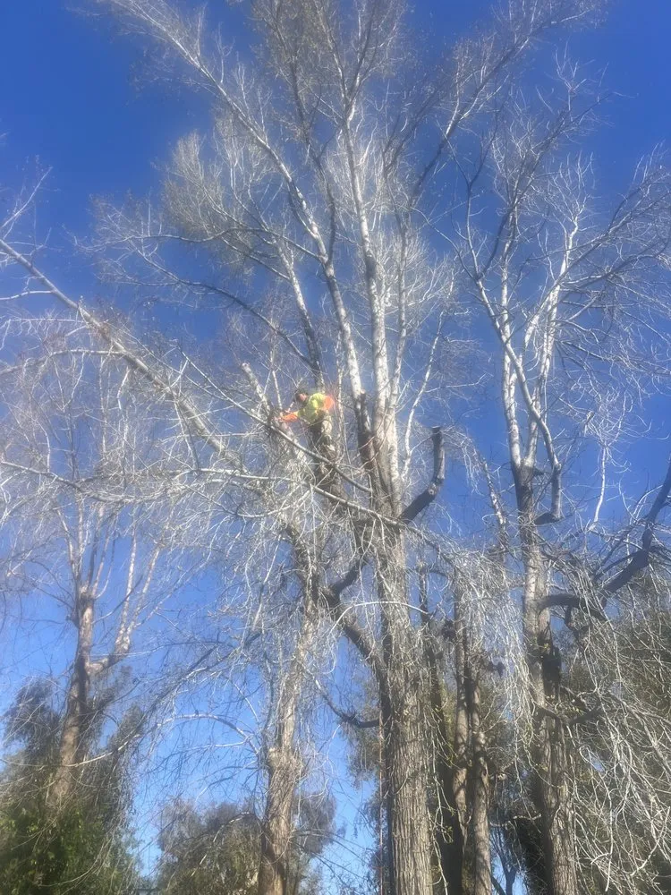 Affordable landscape design for year-round maintenance across San Bernardino, CA - Lio’s Tree Service