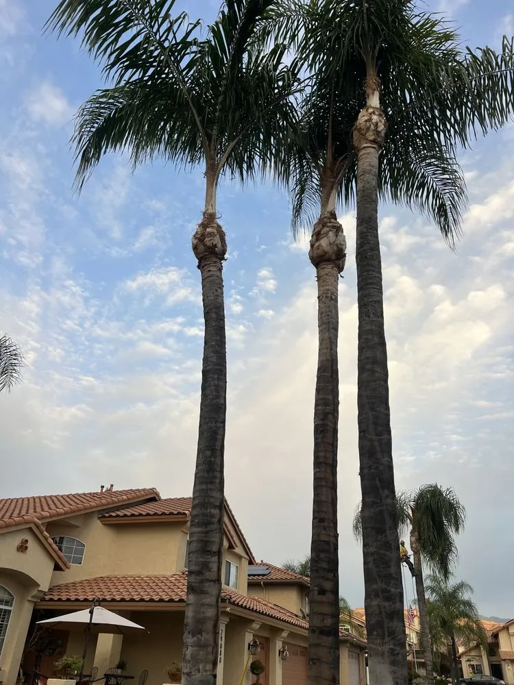 Trusted lawn care service in San Bernardino, CA by Lio’s Tree Service