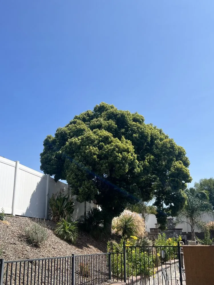 Professional yard maintenance in San Bernardino, CA - Lio’s Tree Service