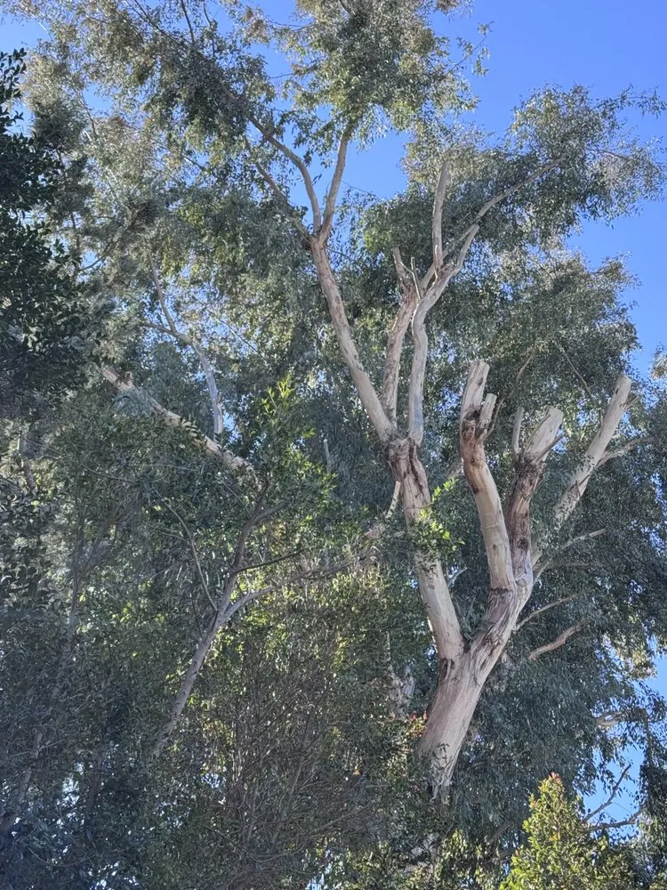 Professional landscape design for beautiful yards across San Bernardino, CA - Lio’s Tree Service