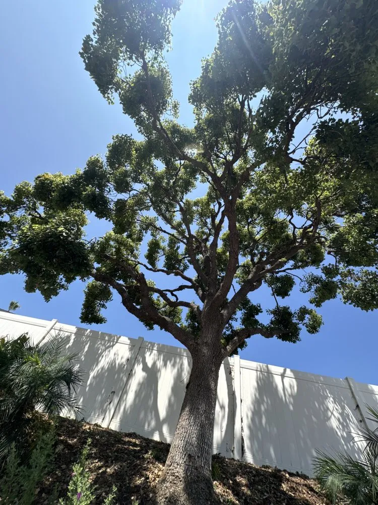 Custom residential landscaping in San Bernardino, CA by Lio’s Tree Service