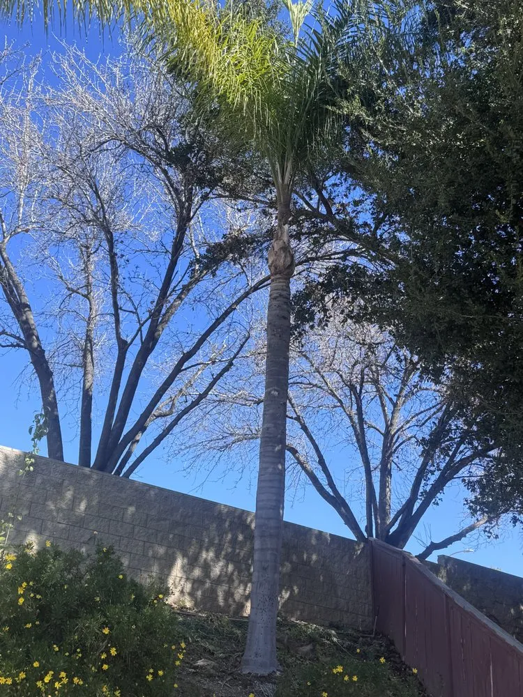 Trusted garden landscaping for outdoor upgrades across San Bernardino, CA - Lio’s Tree Service