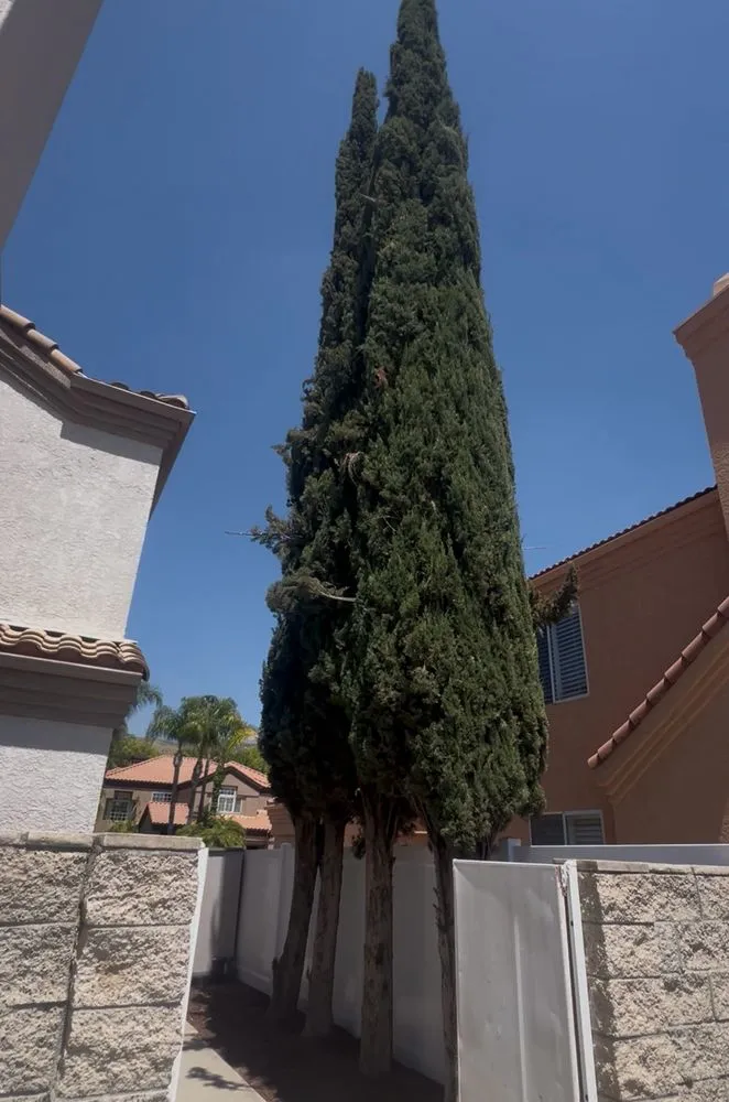 Custom outdoor landscaping experts serving San Bernardino, CA - Lio’s Tree Service