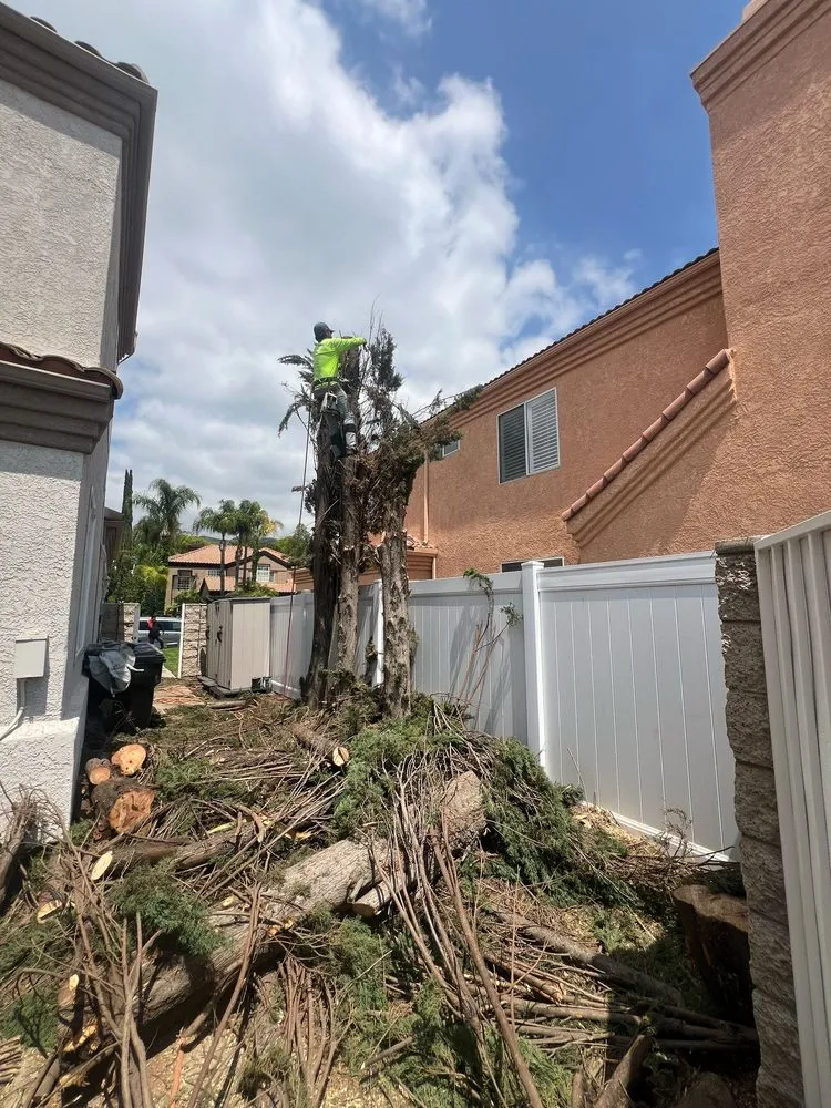 Custom yard maintenance for beautiful yards in San Bernardino, CA by Lio’s Tree Service