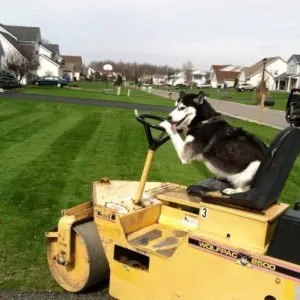 Professional outdoor landscaping in Holley, NY by Lipson Total Care