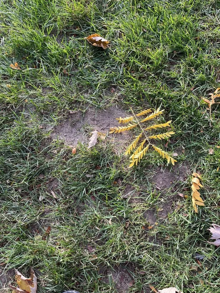 Expert landscape installation experts serving Boise, ID - Liquid 208