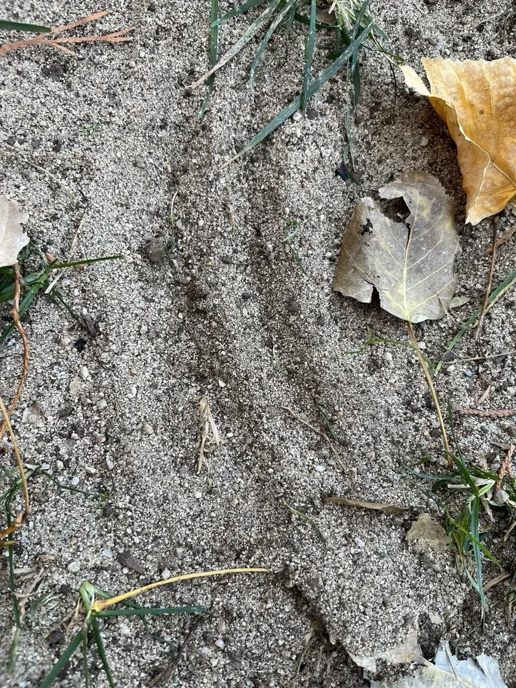 Professional garden landscaping experts serving Boise, ID - Liquid 208