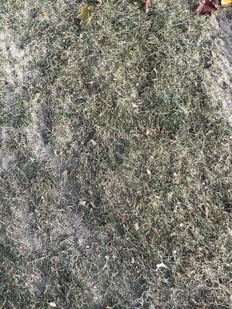 Local landscape installation for beautiful yards across Boise, ID - Liquid 208