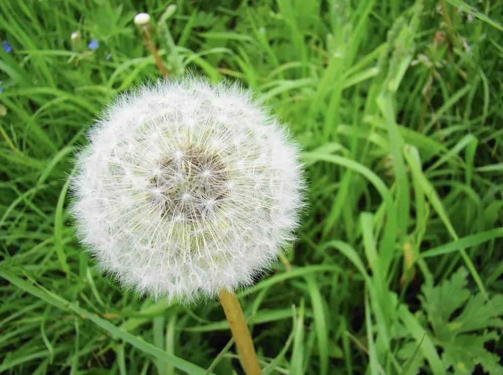 Reliable garden landscaping for residential properties in Boise, ID by Liquid 208