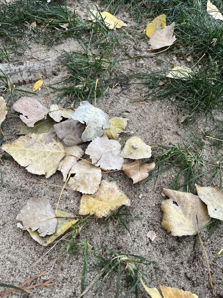 Reliable outdoor landscaping with custom design across Boise, ID - Liquid 208