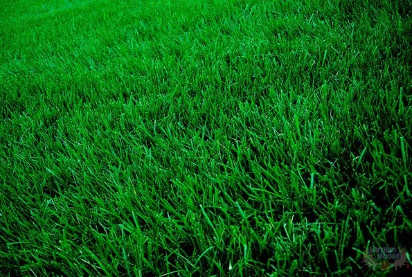 Top-rated landscaping services experts serving Fairfield, IL - Liquid Green Lawn Solutions