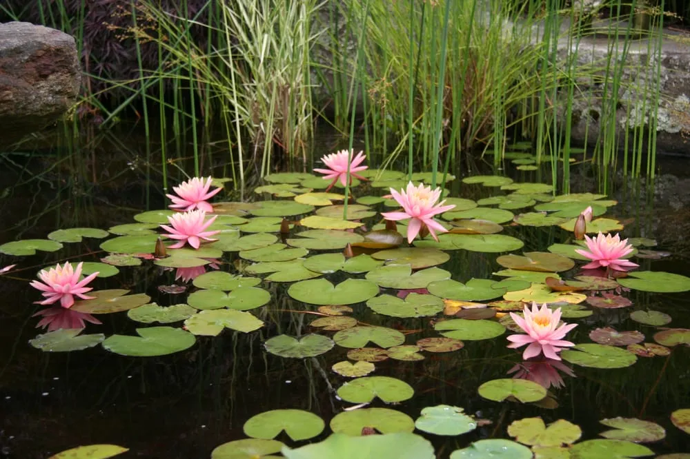 Trusted lawn care service with custom design across Asheville, NC - Liquid Landscapes