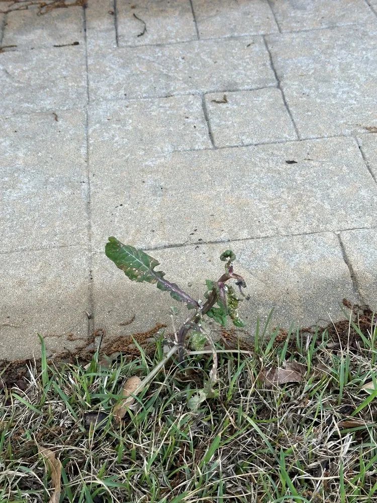 Reliable landscape installation in Macon, GA - Liquid Lawn