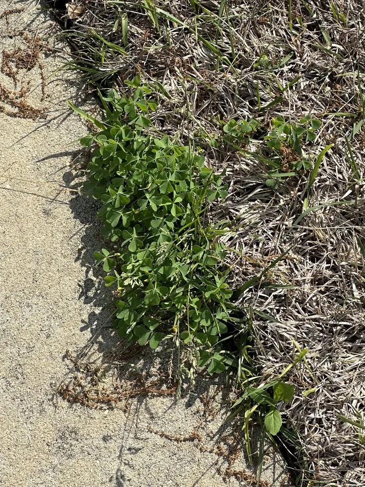 Reliable yard cleanup service in Macon, GA by Liquid Lawn