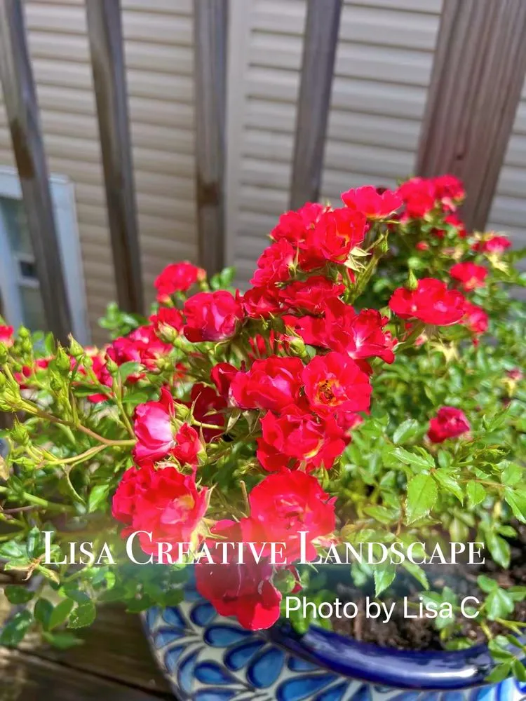 Custom yard cleanup service for outdoor upgrades in Chicago, IL by Lisa Creative Landscape