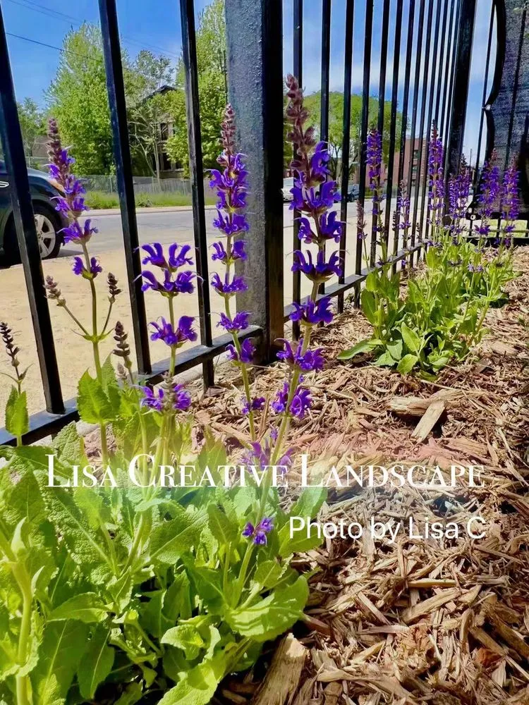 Local lawn care service in Chicago, IL by Lisa Creative Landscape