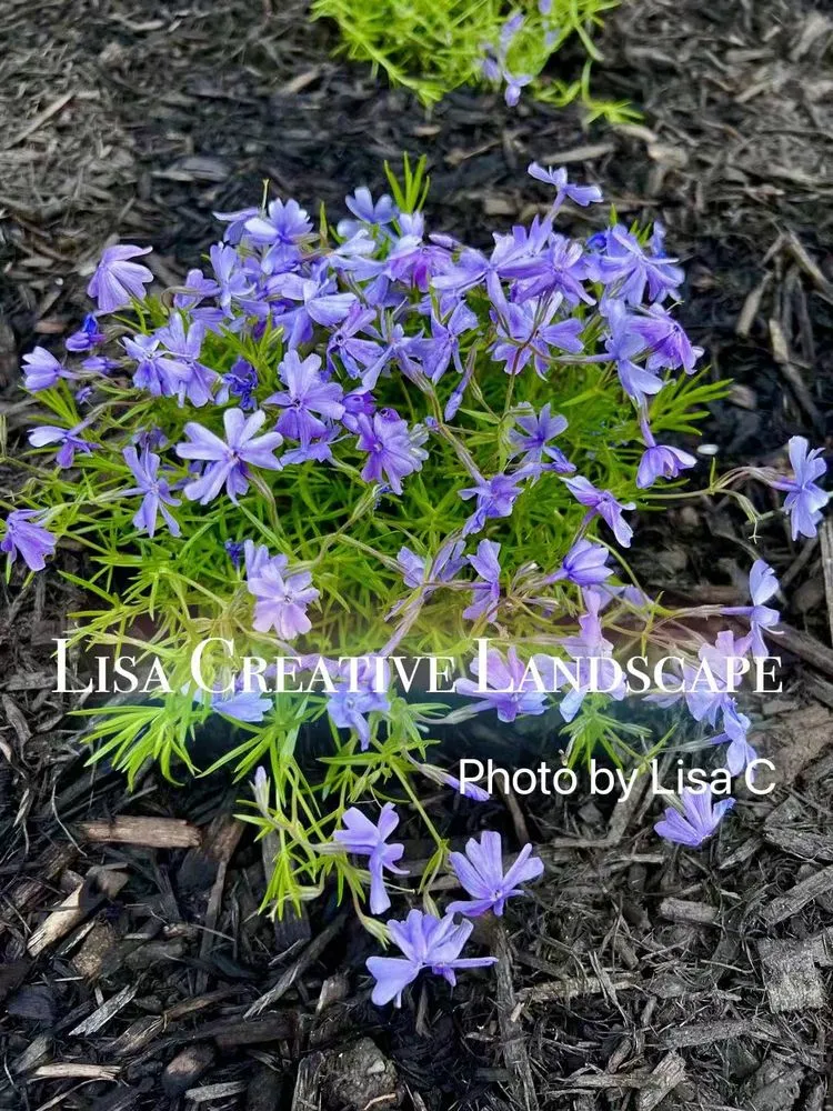 Affordable yard maintenance for beautiful yards across Chicago, IL - Lisa Creative Landscape