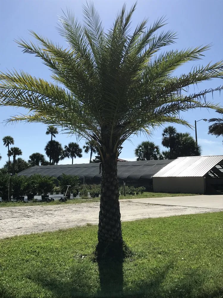 Custom outdoor landscaping in Panama City Beach, FL by Lisenby Palms & Beach Nursery