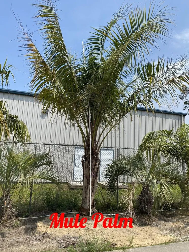 Expert garden landscaping in Panama City Beach, FL - Lisenby Palms & Beach Nursery