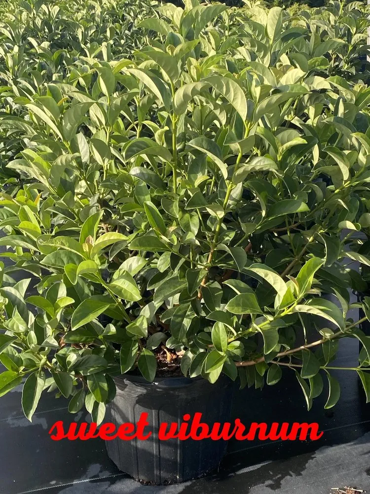 Reliable yard maintenance near you in Panama City Beach, FL by Lisenby Palms & Beach Nursery